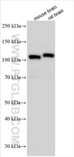DPP6 Antibody in Western Blot (WB)