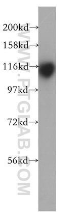 HLTF Antibody in Western Blot (WB)