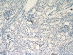 Renin Antibody in Immunohistochemistry (Paraffin) (IHC (P))