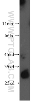 CD80/B7-1 Antibody in Western Blot (WB)