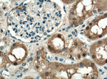 FN3K Antibody in Immunohistochemistry (Paraffin) (IHC (P))