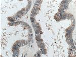 CTSO Antibody in Immunohistochemistry (Paraffin) (IHC (P))