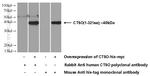 CTSO Antibody in Western Blot (WB)