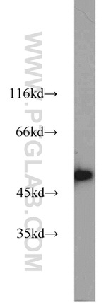 GLUD1 Antibody in Western Blot (WB)