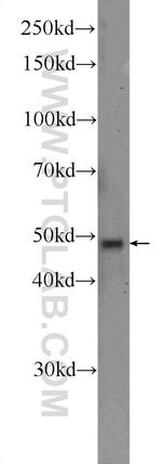 SCRN1 Antibody in Western Blot (WB)