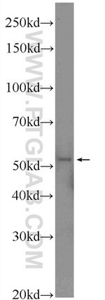 SCRN1 Antibody in Western Blot (WB)