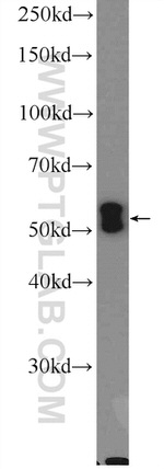 SCRN1 Antibody in Western Blot (WB)
