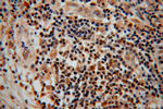 CDC16/APC6 Antibody in Immunohistochemistry (Paraffin) (IHC (P))