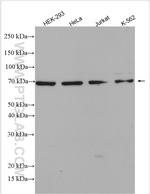 CDC16/APC6 Antibody in Western Blot (WB)