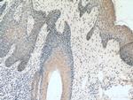KRT36 Antibody in Immunohistochemistry (Paraffin) (IHC (P))