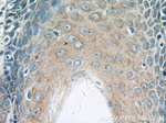 KRT36 Antibody in Immunohistochemistry (Paraffin) (IHC (P))