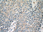 KRT36 Antibody in Immunohistochemistry (Paraffin) (IHC (P))