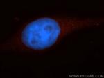 Caspase 10/p23/17/p12 Antibody in Immunocytochemistry (ICC/IF)