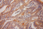 Caspase 10/p23/17/p12 Antibody in Immunohistochemistry (Paraffin) (IHC (P))
