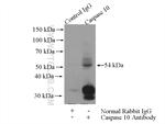 Caspase 10/p23/17/p12 Antibody in Immunoprecipitation (IP)