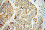 BCO2 Antibody in Immunohistochemistry (Paraffin) (IHC (P))