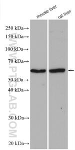 BCO2 Antibody in Western Blot (WB)