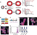 CD324 (E-Cadherin) Antibody in Immunohistochemistry (Frozen) (IHC (F))