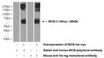 MICB Antibody in Western Blot (WB)
