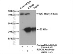RHOB Antibody in Immunoprecipitation (IP)