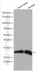 RHOB Antibody in Western Blot (WB)