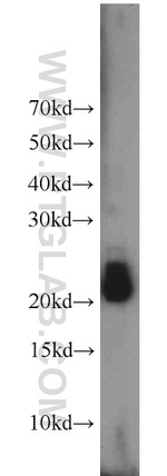 RHOB Antibody in Western Blot (WB)