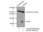RHOB Antibody in Immunoprecipitation (IP)