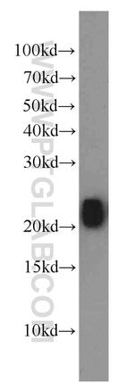 RHOB Antibody in Western Blot (WB)