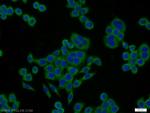 NOMO2 Antibody in Immunocytochemistry (ICC/IF)