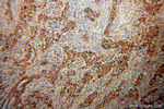 NOMO2 Antibody in Immunohistochemistry (Paraffin) (IHC (P))