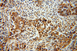NOMO2 Antibody in Immunohistochemistry (Paraffin) (IHC (P))