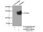 NOMO2 Antibody in Immunoprecipitation (IP)