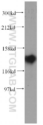 NOMO2 Antibody in Western Blot (WB)