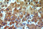 TSPAN33 Antibody in Immunohistochemistry (Paraffin) (IHC (P))