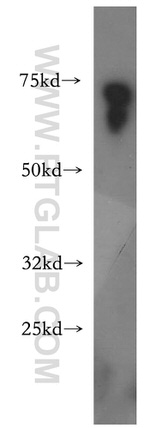 TSPAN33 Antibody in Western Blot (WB)