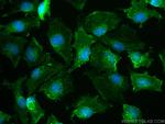PPIP5K1 Antibody in Immunocytochemistry (ICC/IF)