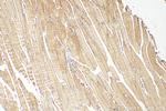 PPIP5K1 Antibody in Immunohistochemistry (Paraffin) (IHC (P))