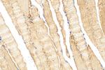 PPIP5K1 Antibody in Immunohistochemistry (Paraffin) (IHC (P))