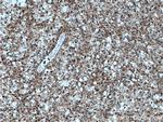 KIF3C Antibody in Immunohistochemistry (Paraffin) (IHC (P))