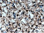 KIF3C Antibody in Immunohistochemistry (Paraffin) (IHC (P))