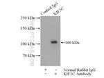 KIF3C Antibody in Immunoprecipitation (IP)