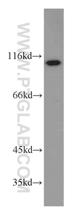 KIF3C Antibody in Western Blot (WB)