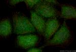 RNF114 Antibody in Immunocytochemistry (ICC/IF)
