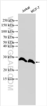 RNF114 Antibody in Western Blot (WB)