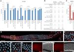 GFP Antibody in Immunocytochemistry (ICC/IF)