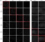 GFP Antibody in Immunocytochemistry (ICC/IF)