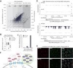 GFP Antibody in Immunocytochemistry (ICC/IF)