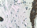 MAVS/VISA Antibody in Immunohistochemistry (Paraffin) (IHC (P))