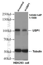 USP1 Antibody in Western Blot (WB)