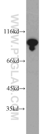 USP1 Antibody in Western Blot (WB)